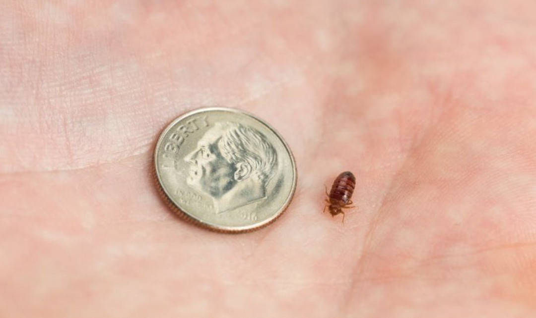 How You Can Protect Your Home & Yourself From Bed Bugs