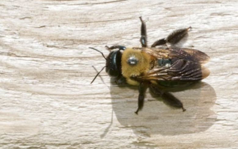 Carpenter Bees in Ohio